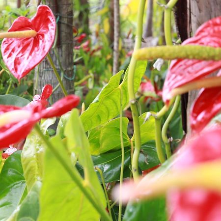 La Kaz Fleur Vanille Saint-Benoît Zewnętrze zdjęcie